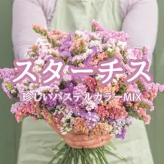 2026年最新】スターチスの人気アイテム - メルカリ