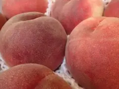 山梨の甘い桃　特大サイズを6個詰めて発送 今だけももやのきよし