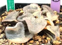 はち《植物次回発送2/27》様 リクエスト 2点 まとめ商品