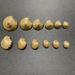 貝殻デザイン ゴールドボタンセット