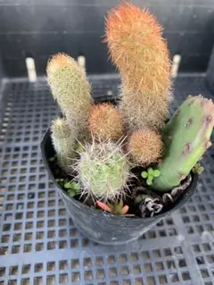 サボテン 種付き♪抜き苗 Amazon.co.jp: 白檀 サボテン 抜き苗発送 根付き : DIY・工具・ガーデン