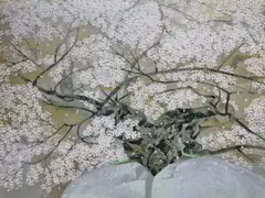 中島千波 【常照皇寺の九重桜】シルクスクリーン - メルカリ