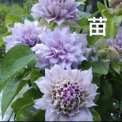 根付き♪クレマチス苗♪おそらくピンクドクターラッペル苗ミニ株