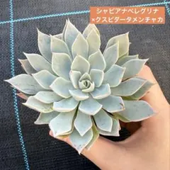 メンチャカ×コロラータ 実生苗 多肉植物 エケベリア - メルカリ
