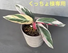 くっちょ様 リクエスト 3点 まとめ商品