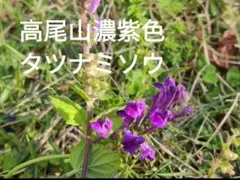 山野草 高尾山 特濃紫色 タツナミソウ 濃色 立浪草