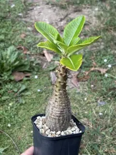 パキポディウム ウィンゾリー 塊根植物 国内実生 鶴仙園 嶺ファーム