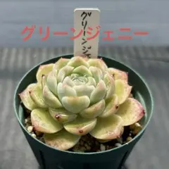 チェリークイーン 抜き苗 多肉 多肉植物 ピンク - メルカリ