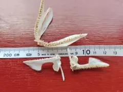 カグラザメ科3属3種・歯のセット - メルカリ