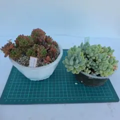 多肉植物　ピンクルルビー　エレガンスのサムネイル