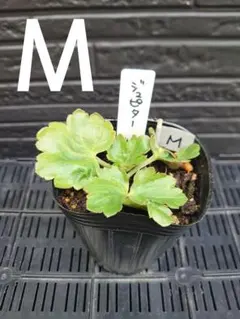 ミチ様　ご確認用