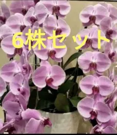 お買い得！胡蝶蘭苗　大輪ピンク色&大輪白黄色リップ　ミックス　6株セット　②のサムネイル