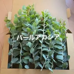 2026年最新】パールアカシアの人気アイテム - メルカリ