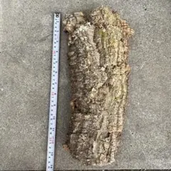 銀*）様 【奄美大島産】希少　極上松肌　親株ストック株　古木蘇鉄　全長82センチ 奄美大島産】希少 極上松肌 親株ストック株 古木蘇鉄 全長82センチ