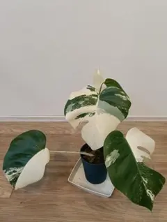 2026年最新】白モンステラの人気アイテム - メルカリ