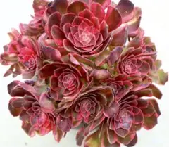 アエオニウム・銅花順錦群生（特大） - メルカリ
