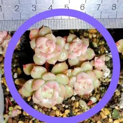 メル10935様 リクエスト 5点 まとめ商品