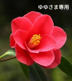 ゆゆさま専用ページです。