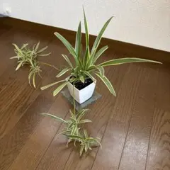 オリヅルラン 子株　1株のサムネイル