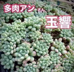 ゆりりん様 リクエスト 2点 まとめ商品