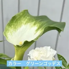 SAC✱プロフィールお読みください✱様専用ページ カラー　グリーンゴッデス