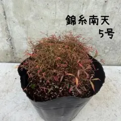 ♪余剰苗特売市♪】富貴蘭 円頂黒衣（えんちょうこくい）② - メルカリ