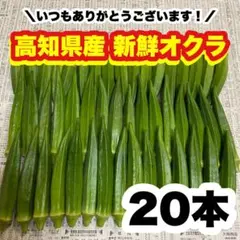 20本 高知県産 オクラ 野菜 即購入OK 産地直送 a166のサムネイル