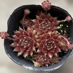 多肉植物＊センペルビウムPlum Parfait＊1苗根付き抜き苗 - メルカリ