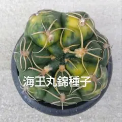 サボテン種子　海王丸錦　30粒　自家採種のサムネイル