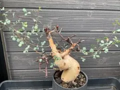 希少種 発根済み コミフォラ ピュア カタフ 美形 - メルカリ
