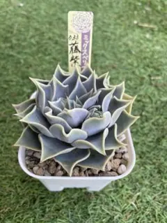 Happiness One様 リクエスト 3点 まとめ商品