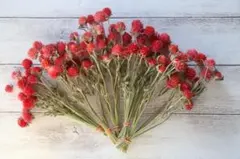 千日紅茎付き 赤色100本