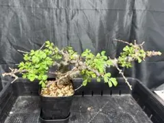 t*o様 CE11 コミフォラ エイル Commiphora sp.Ely 緑肌 t*o様 CE11 コミフォラ エイル Commiphora sp.Ely 緑肌 t*o様