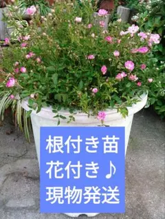 ミニバラ　レンゲローズ　ポット苗　花付き♪　蕾たくさん！