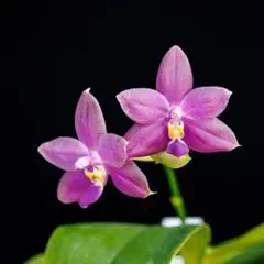 2026年最新】Phalaenopsisの人気アイテム - メルカリ