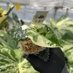 m様 リクエスト 2点 まとめ商品