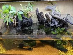 2026年最新】ada アクアデザインアマノの人気アイテム - メルカリ