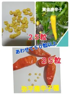 辛い唐辛子種　内藤唐辛子➕黄金唐辛子種　6年度自家採種した種　合わせて　５０粒α