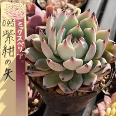 2026年最新】おらいさん 紫紺の矢の人気アイテム - メルカリ