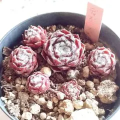 9erumotchi様 リクエスト 2点 まとめ商品