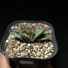 tomeo様 リクエスト 2点 まとめ商品