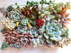 多肉植物 カット苗詰め合わせ 寄せ植えセット 《52》 多肉弁当 大パック
