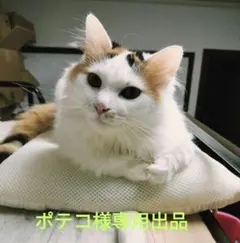 ポテコ様専用出品①