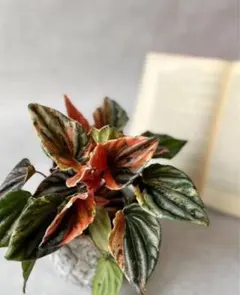 monmomo様 リクエスト 3点 まとめ商品