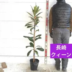 タイサンボク ケイパレス 常緑樹 約70cm 新芽の赤色と緑色 - メルカリ