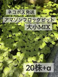 アマゾンフロッグビット 6株 無農薬 メダカ ビオトープ スネール発生