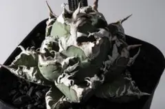 2026年最新】ゴジラ 台湾の人気アイテム - メルカリ