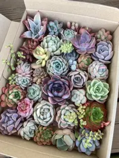多肉植物・寄せ植え用カット苗