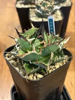 coco様 リクエスト 2点 まとめ商品