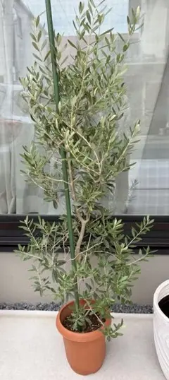 2025年最新】オリーブの木 シプレッシーノの人気アイテム - メルカリ